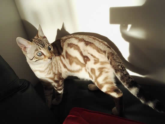 chat bengal snow marble